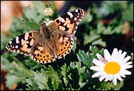 チョウの花壇に来たヒメアカタテハ